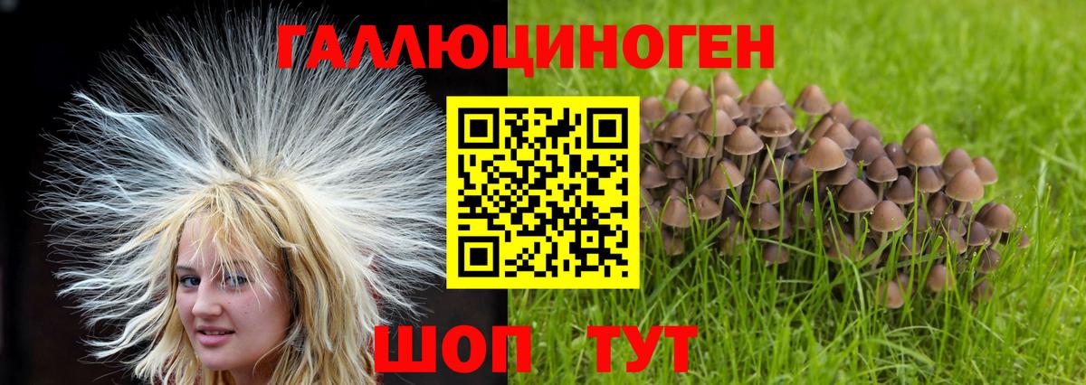 Псилоцибиновые грибы мицелий Ленинск-Кузнецкий
